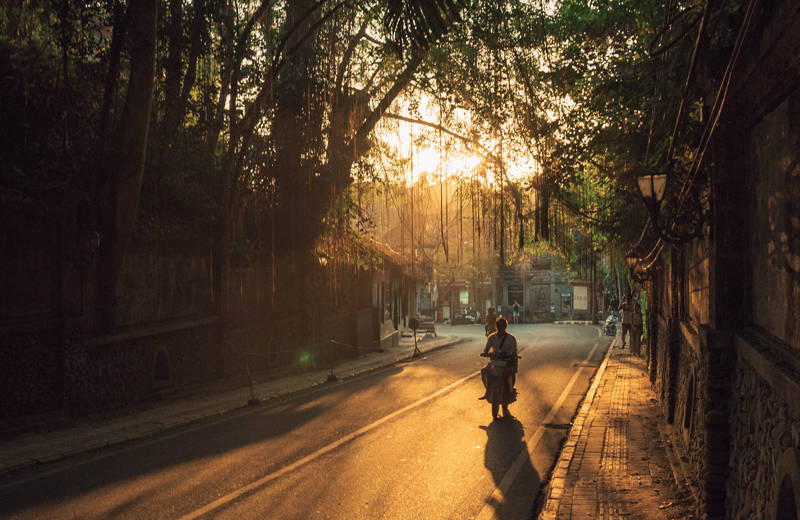 Hanging vines in the streets of Ubud on Bali, during sunset
