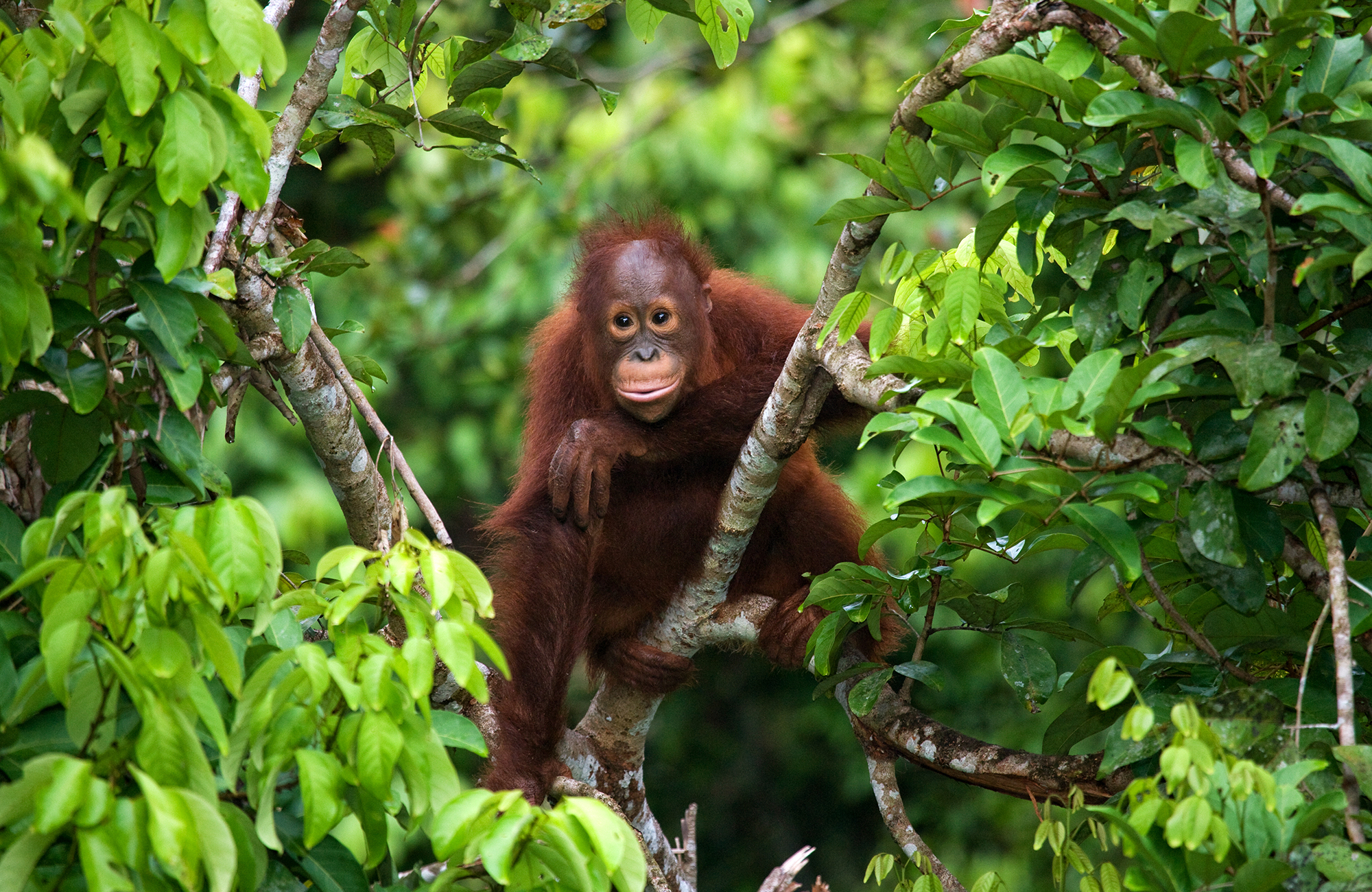 Image of a baby orangutan in the jungle of Indonesian Borneo - KILROY
