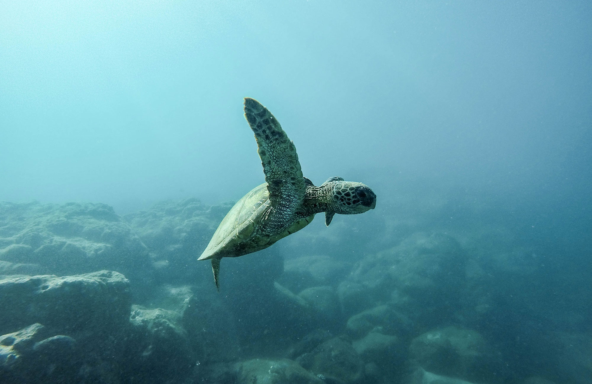 Image of a turtle swimming in the sea in Fiji - KILROY