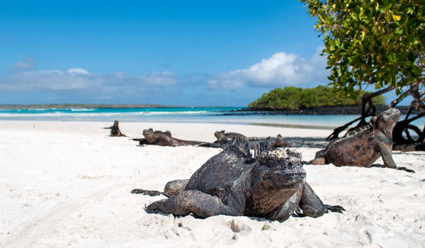 galapagos-marine-iguana-cover