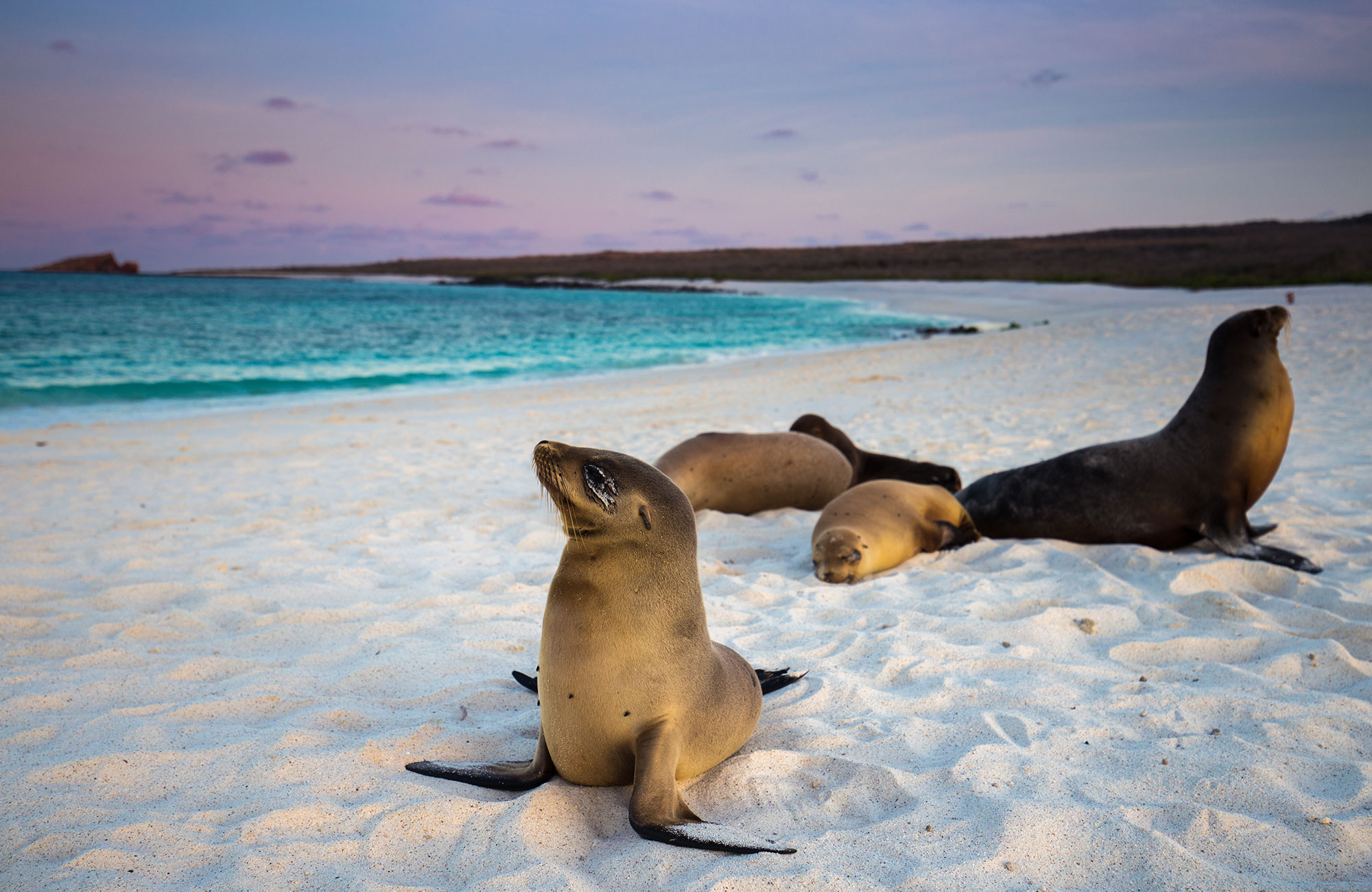 Baby sea lions on a pristine beach on the Galapagos Islands in Ecuador - KILROY