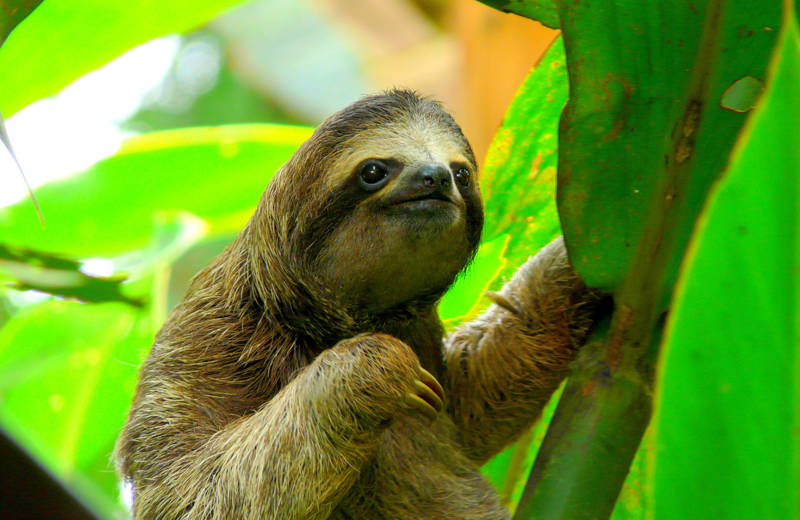 Sloth sitting in a tree while holding a big green leaf.