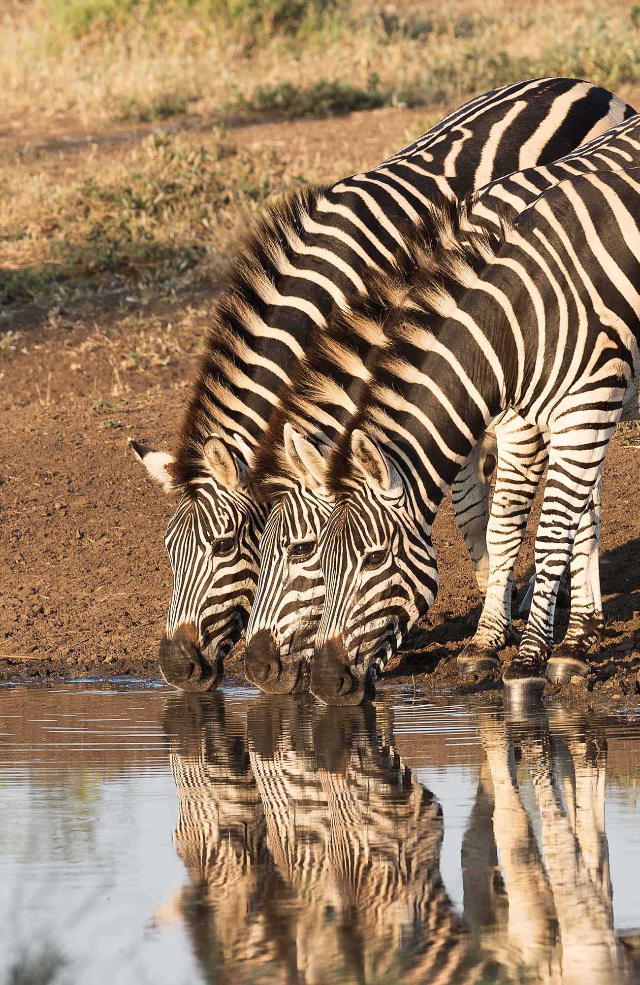 Image of three zebras drinking from a lake in Africa on a wildlife tour - KILROY