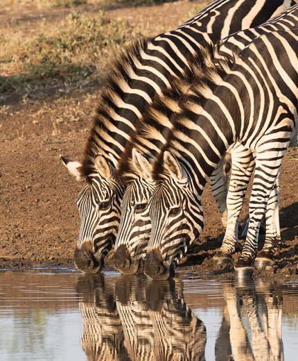 Image of three zebras drinking from a lake in Africa on a wildlife tour - KILROY