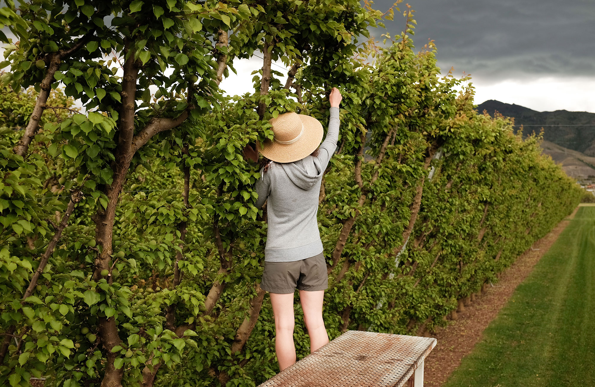Image of a worker in an orchard in New Zealand - KILROY
