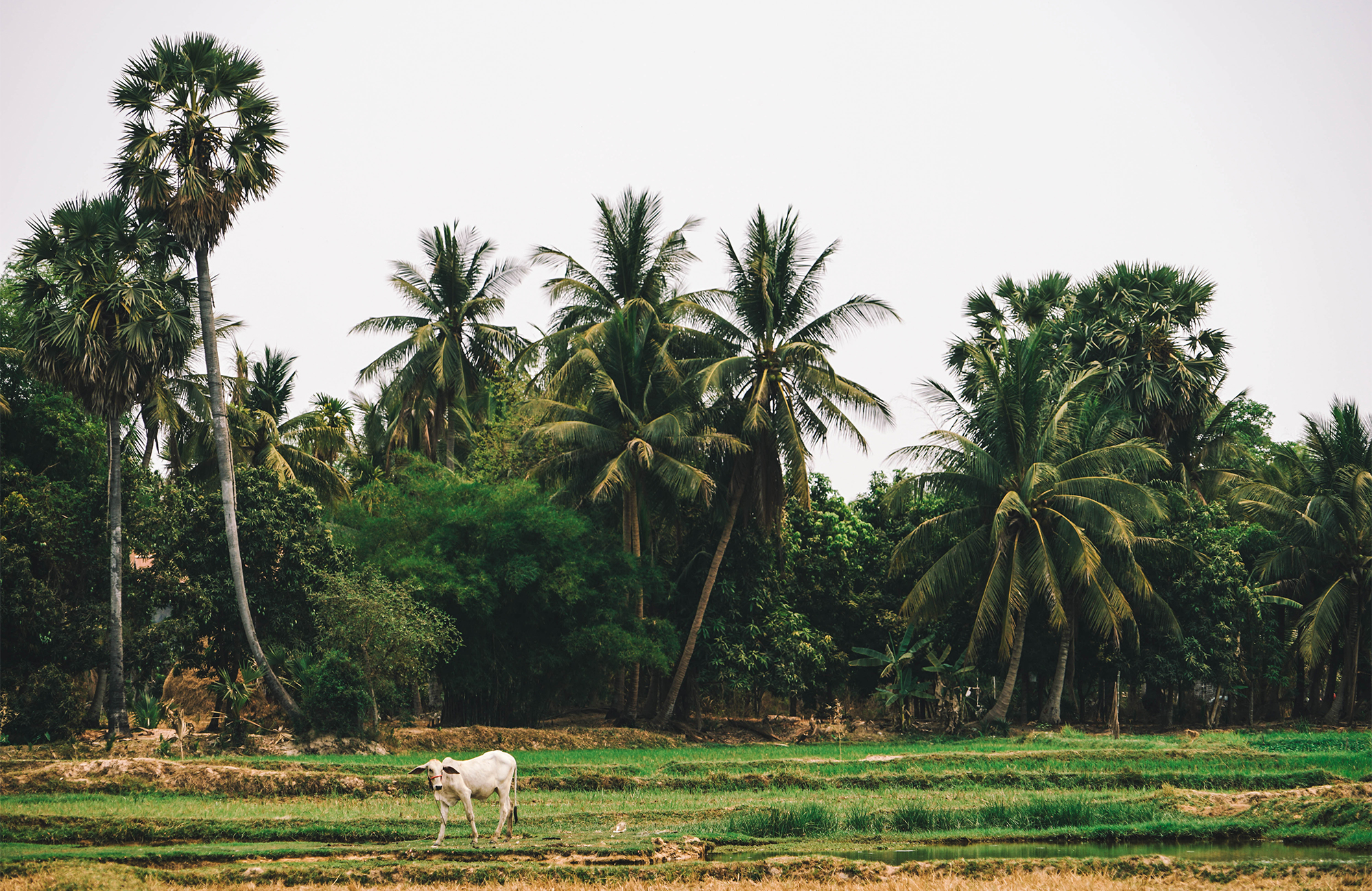 Image of a rural scene in Cambodia with palm trees and a cow in the foreground - KILROY
