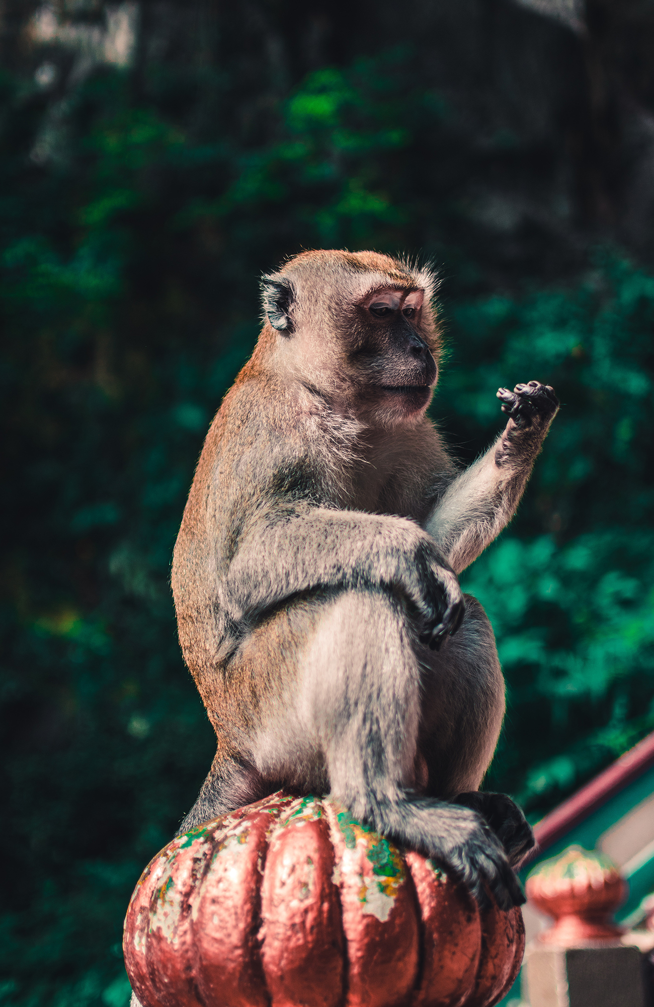 Image of a monkey in Malaysia - KILROY