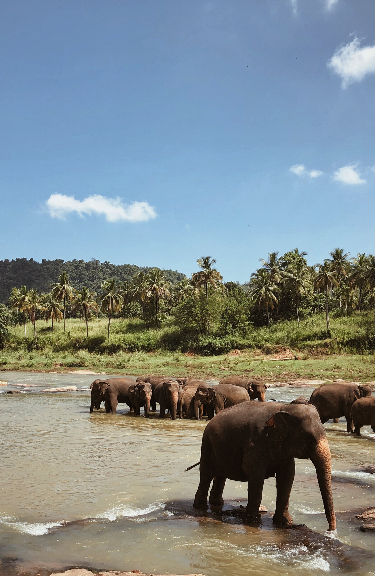 Image of elephants bathing in a river in Sri Lanka - KILROY