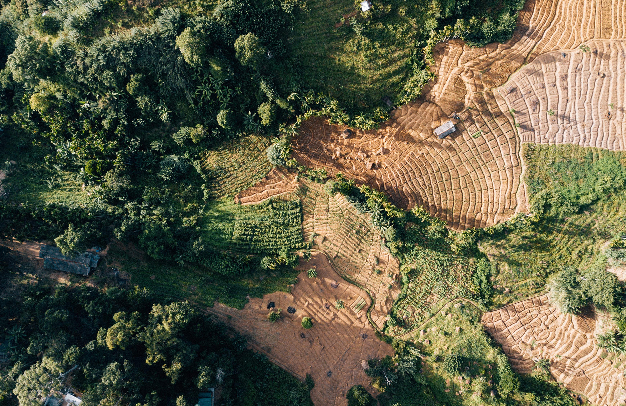 Aerial view of rice terraces in Sri Lanka - KILROY