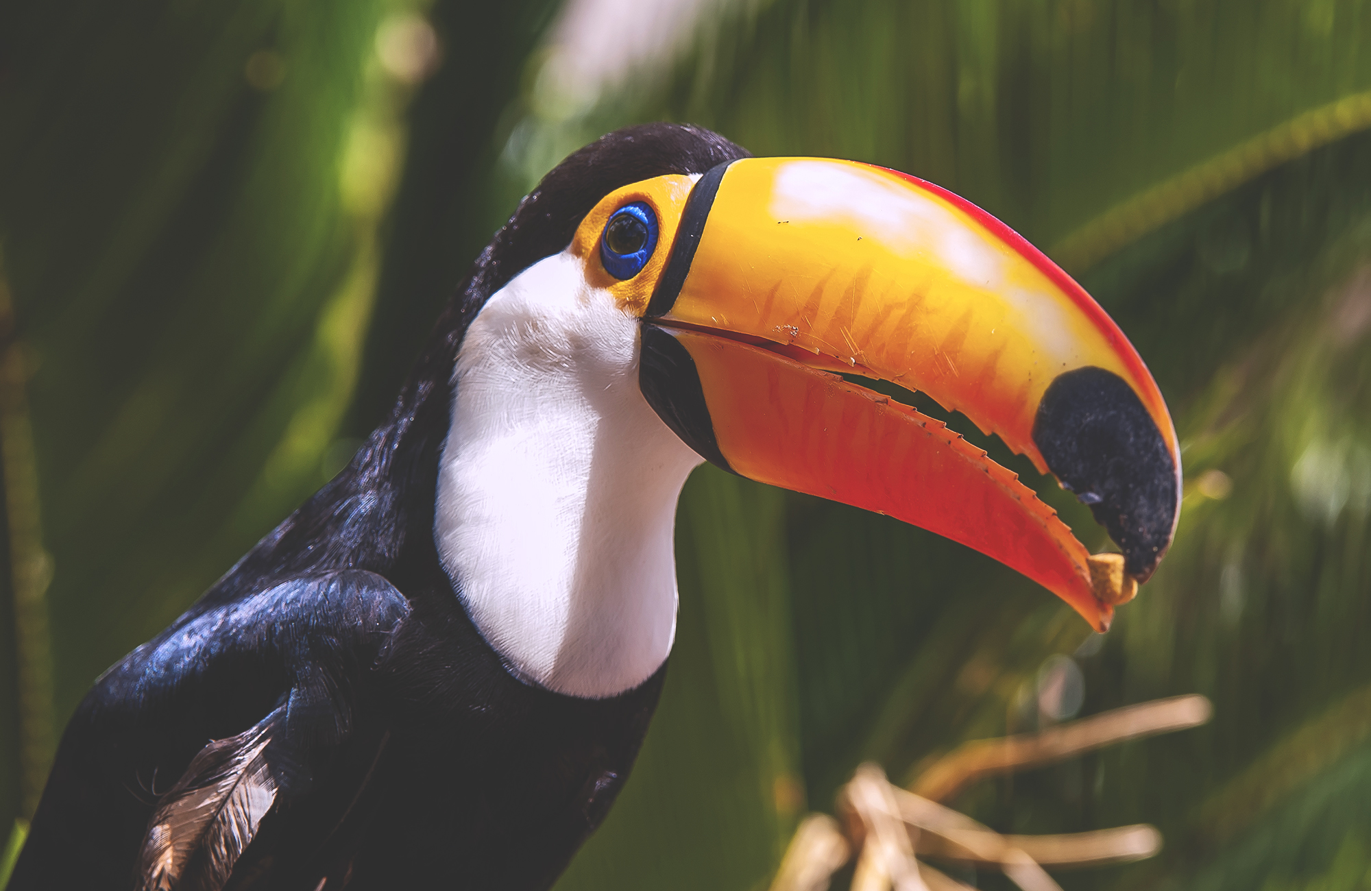 Image of a toucan bird in the Amazon on a wildlife tour - KILROY