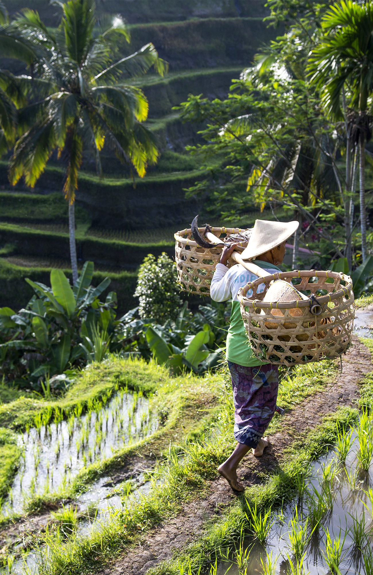 A Balinese man carrying a basket of rice through paddy fields in Indonesia - KILROY
