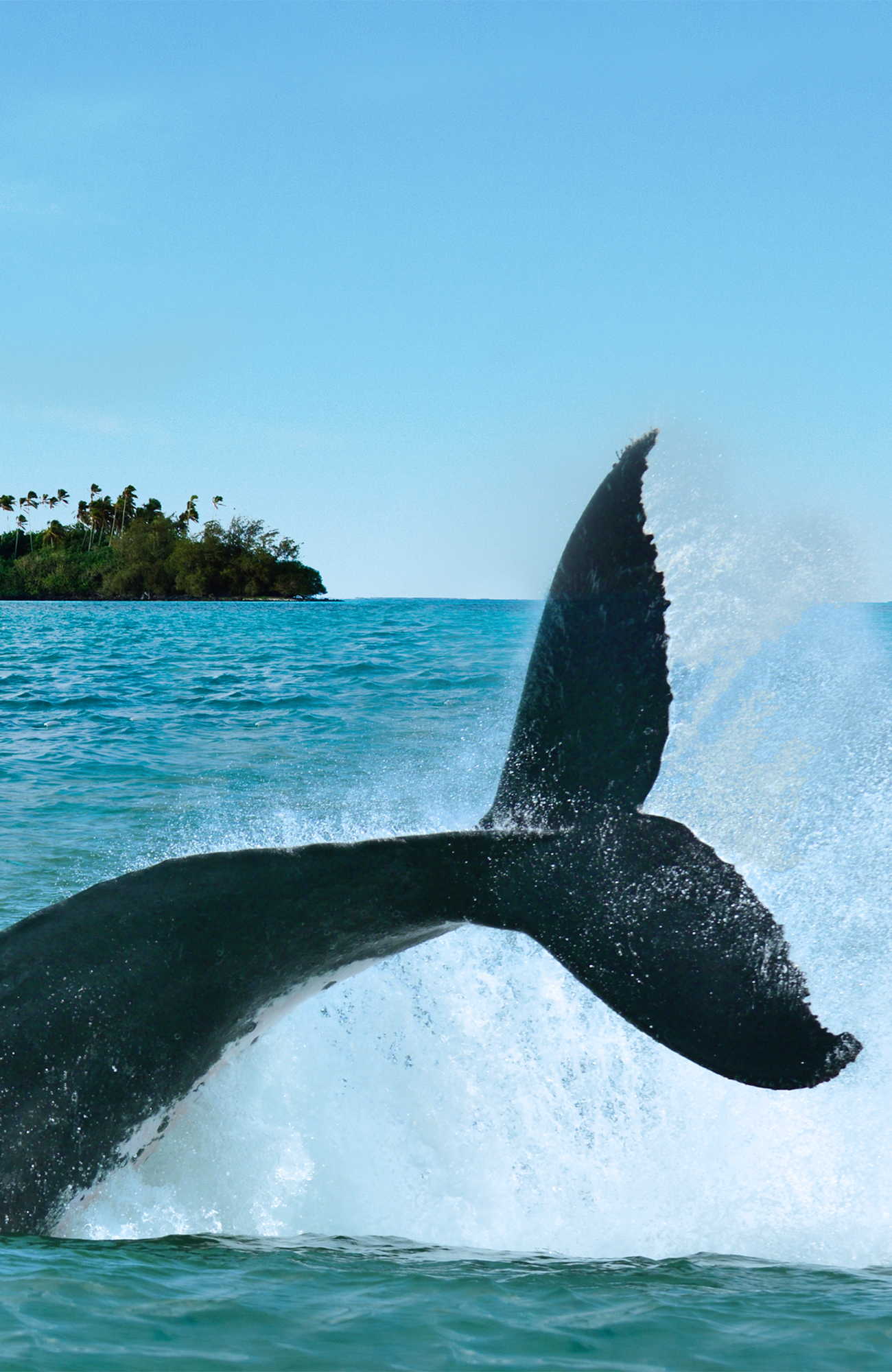 Image of a whale's tail about to crash down on the water's surface - KILROY