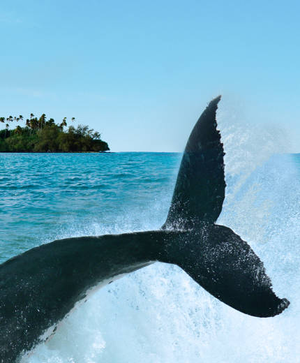 Image of a whale's tail about to crash down on the water's surface - KILROY
