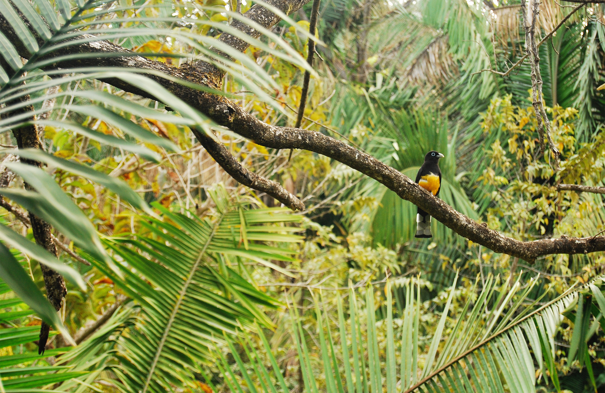 Image of a yellow-breasted bird in the jungles of Central America - KILROY
