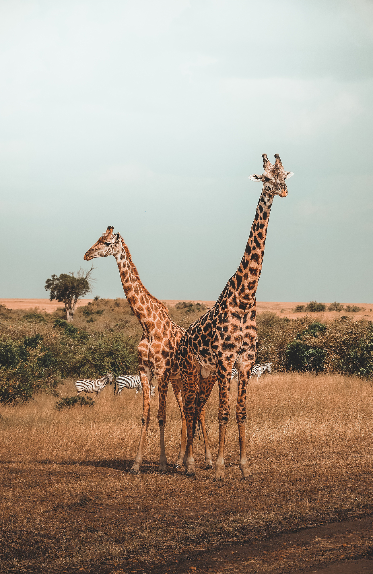 Image of two giraffes with zebras in the background in Kenya - KILROY