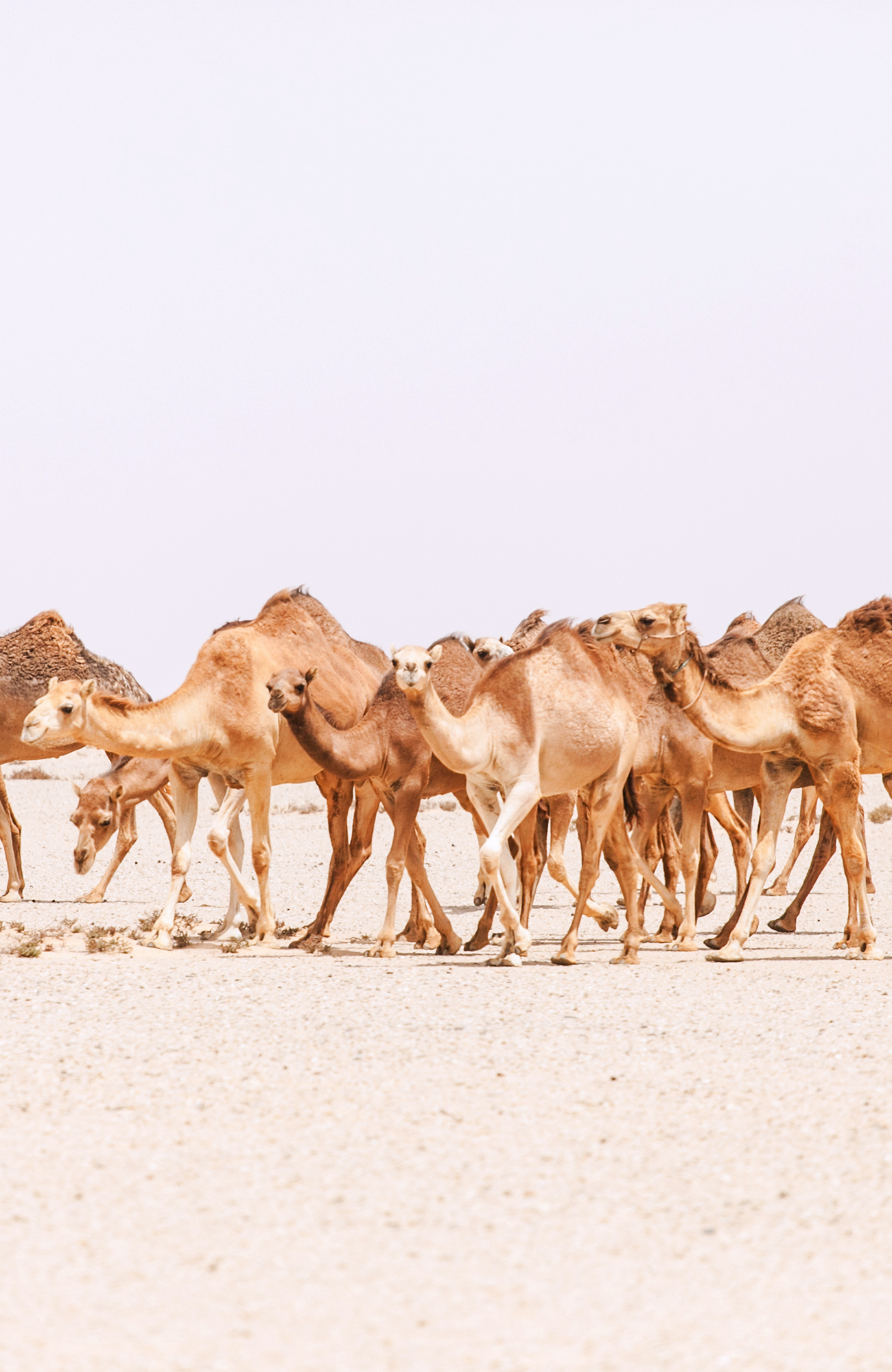 Image of a caravan of camels in the Sahara Desert in Morocco - KILROY
