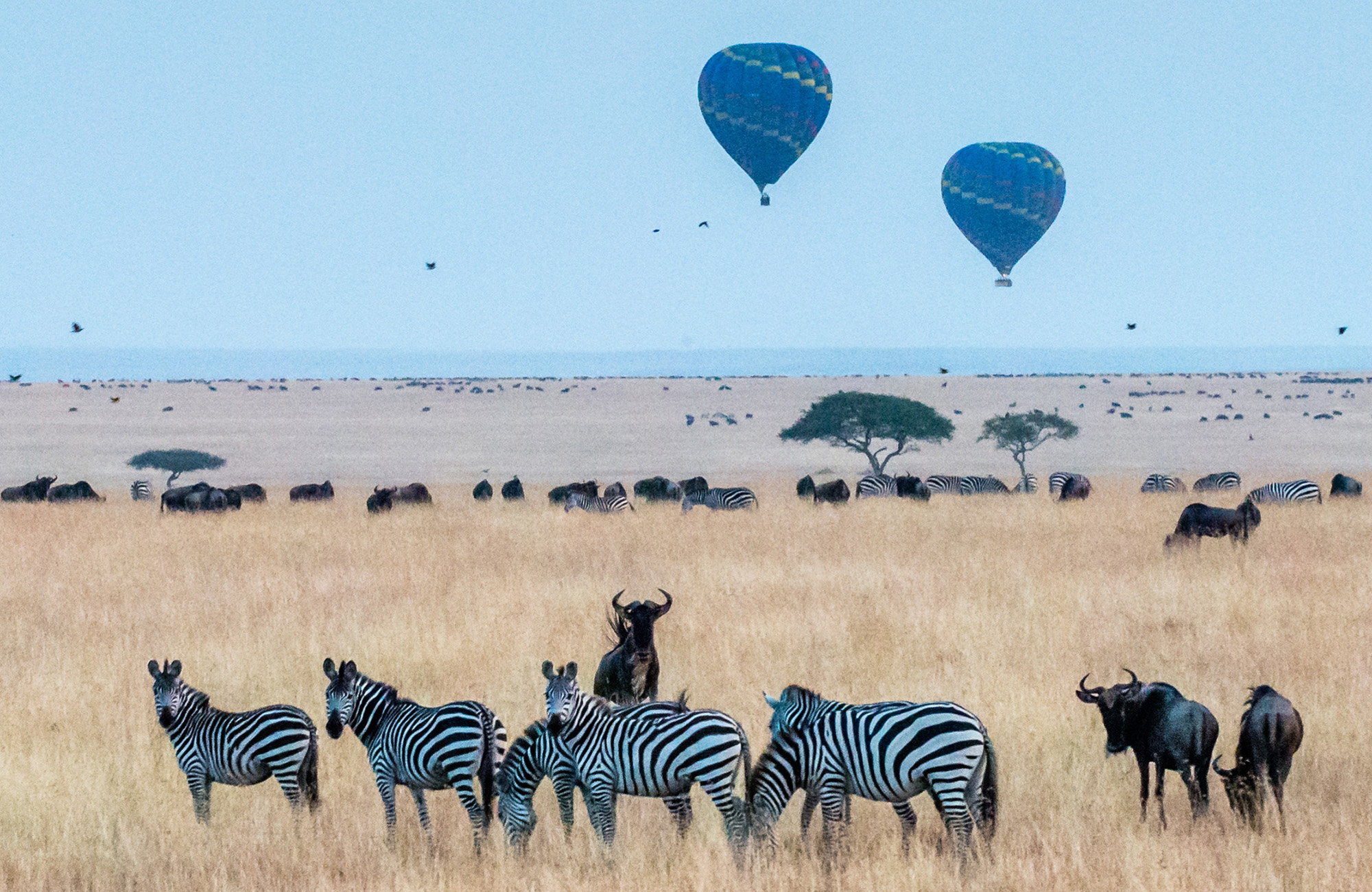 Image of hot air balloons floating over the plains of Tanzania with zebras in the foreground - KILROY
