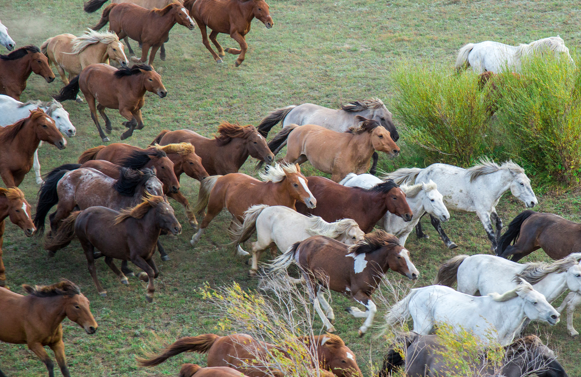 Image of a herd of horses running wild in Mongolia - KILROY