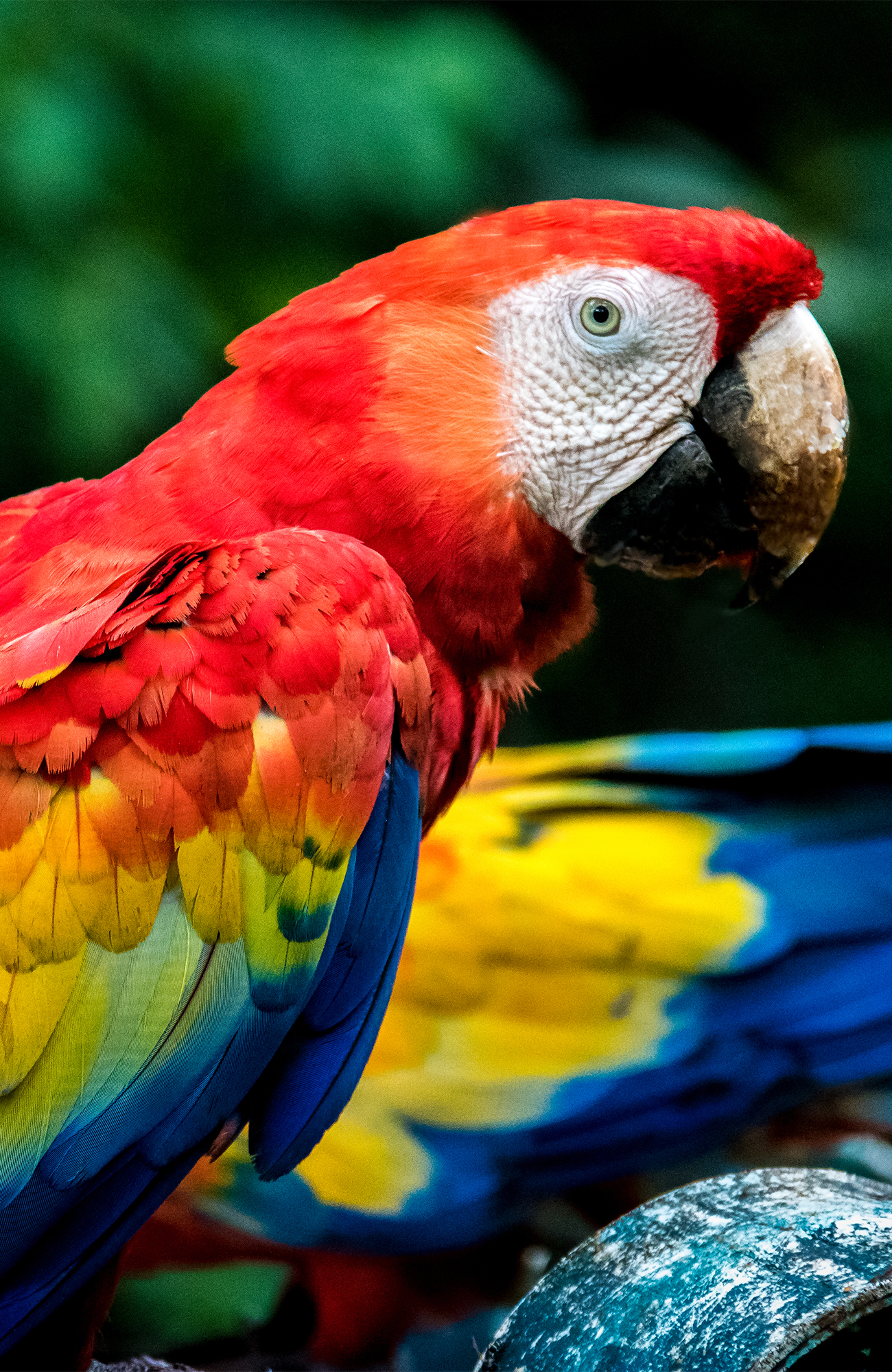 Image of a vibrant macaw in Honduras - KILROY