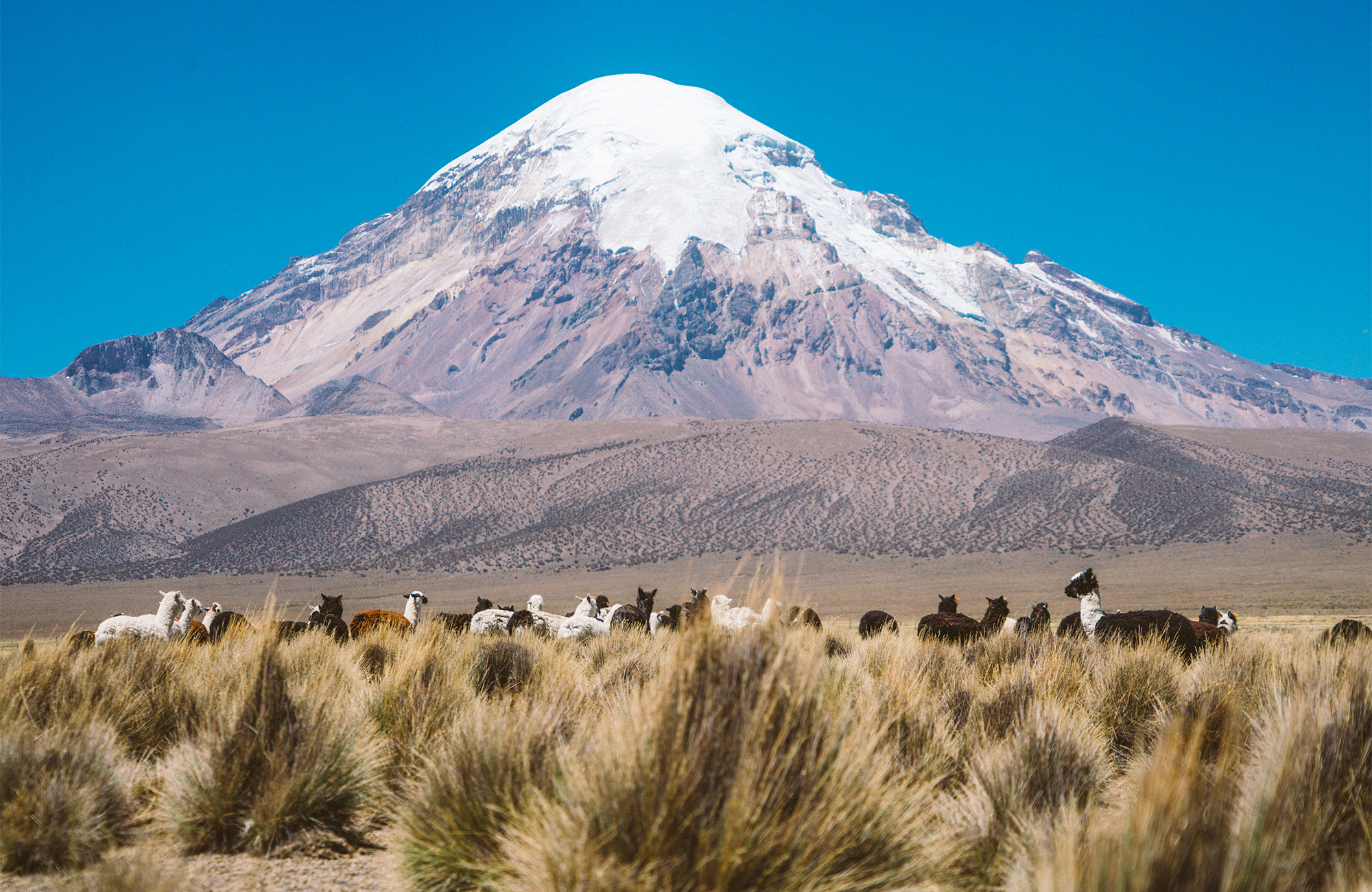Image of a herd of alpacas in front of a snowcapped volcano in Bolivia - KILROY