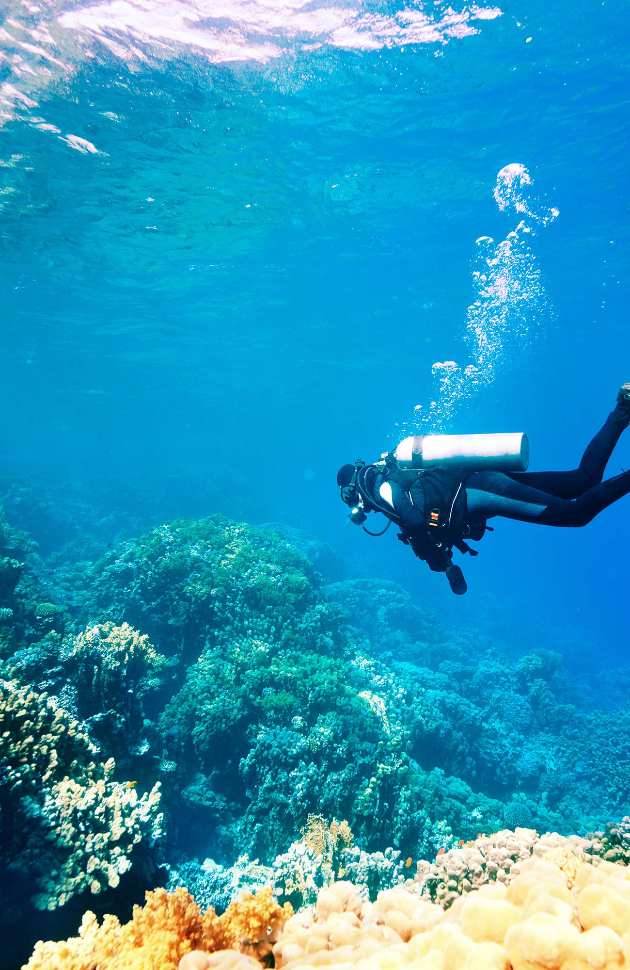 Image of a diver looking at coral reefs - KILROY