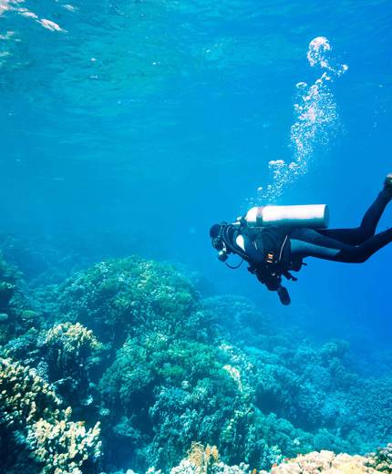 Image of a diver looking at coral reefs - KILROY