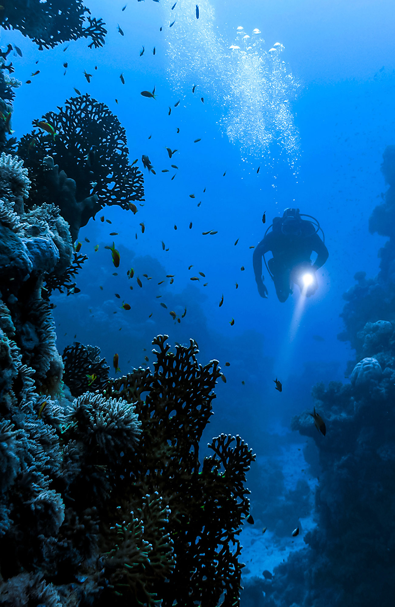 Image of a diver with a torch looking at corals and fish underwater - KILROY