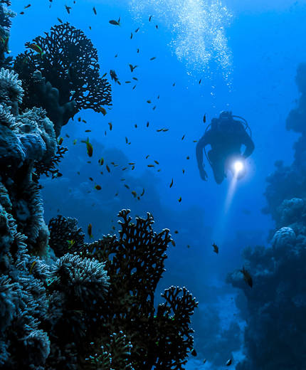 Image of a diver with a torch looking at corals and fish underwater - KILROY
