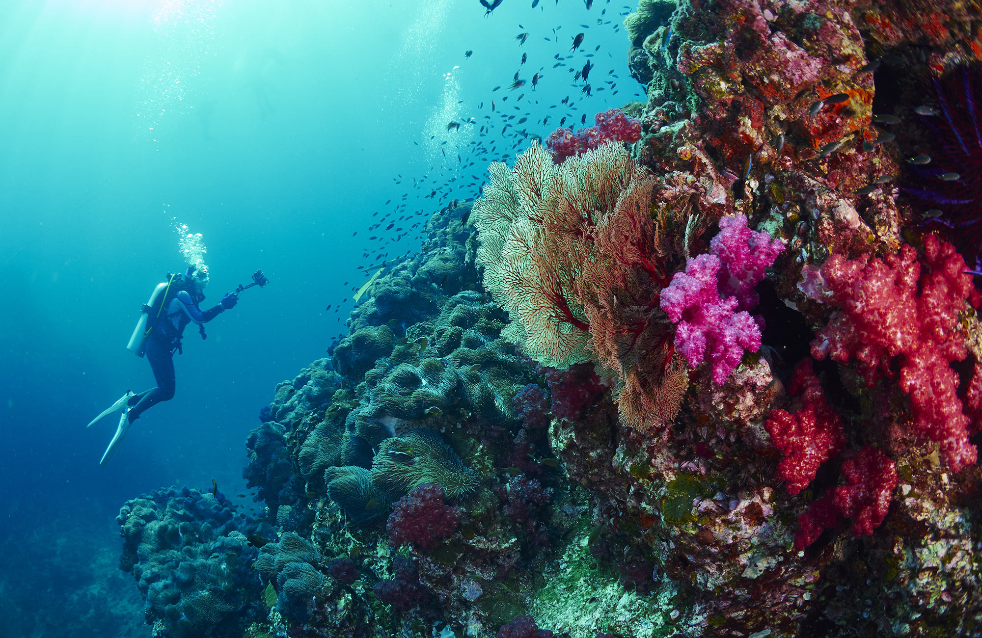 Image of a diver capturing underwater footage of fish and coral reefs - KILROY