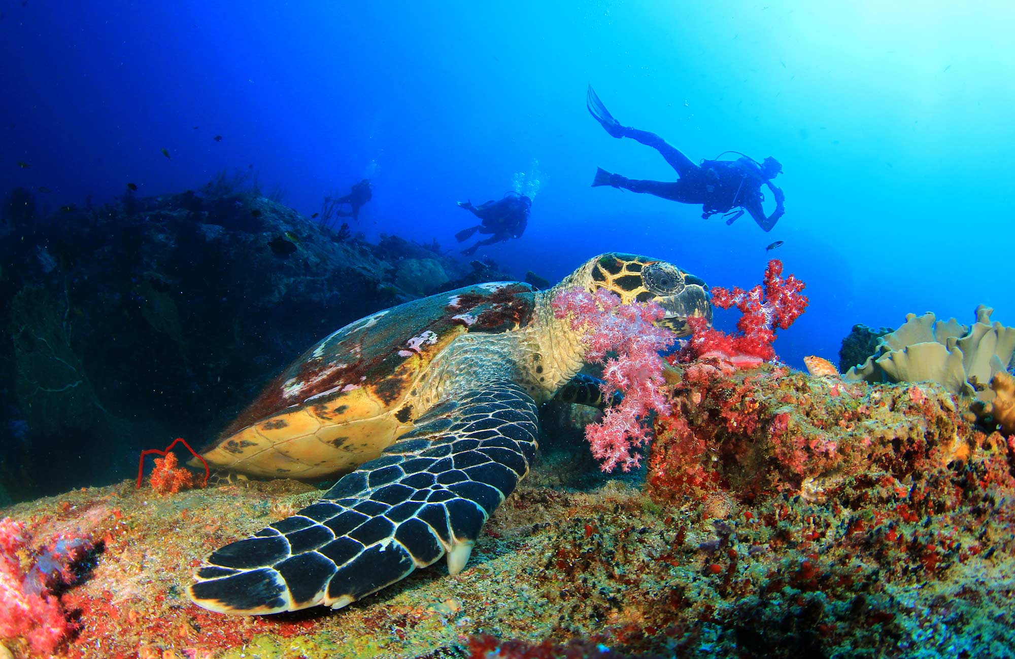 Image of a turtle swimming near colourful corals with divers in the background - KILROY