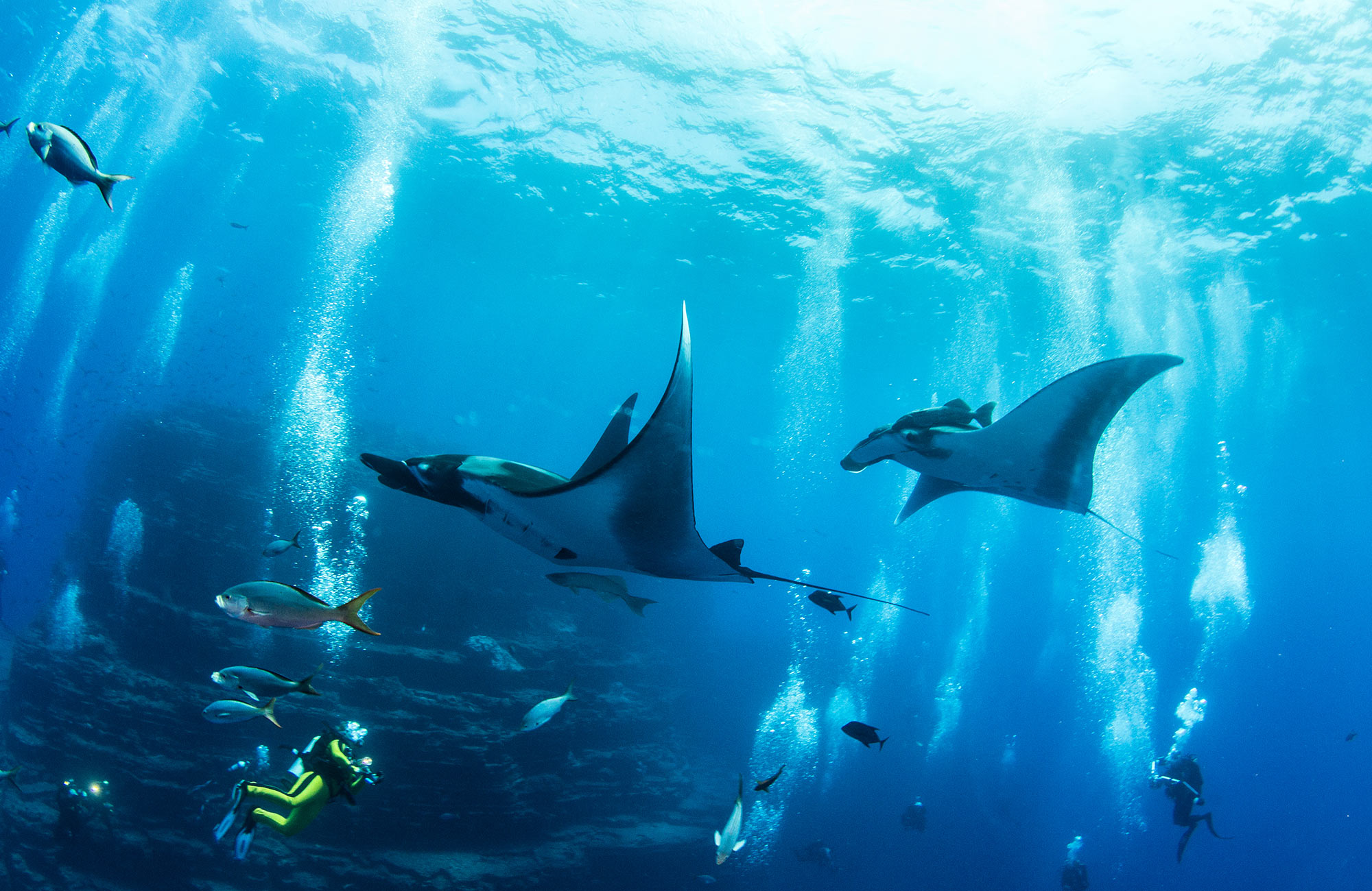 Image of divers and manta rays under the sea - KILROY