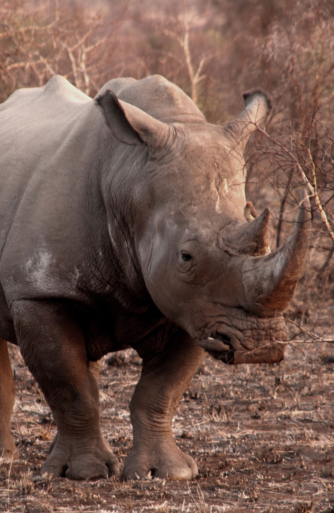 Image of a rhino in Africa as part of a wildlife conversation volunteer project - KILROY
