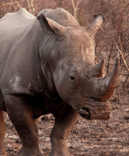 Image of a rhino in Africa as part of a wildlife conversation volunteer project - KILROY