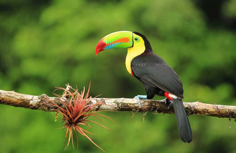 Colourful Toucan sitting on a tree branch in Costa Rica