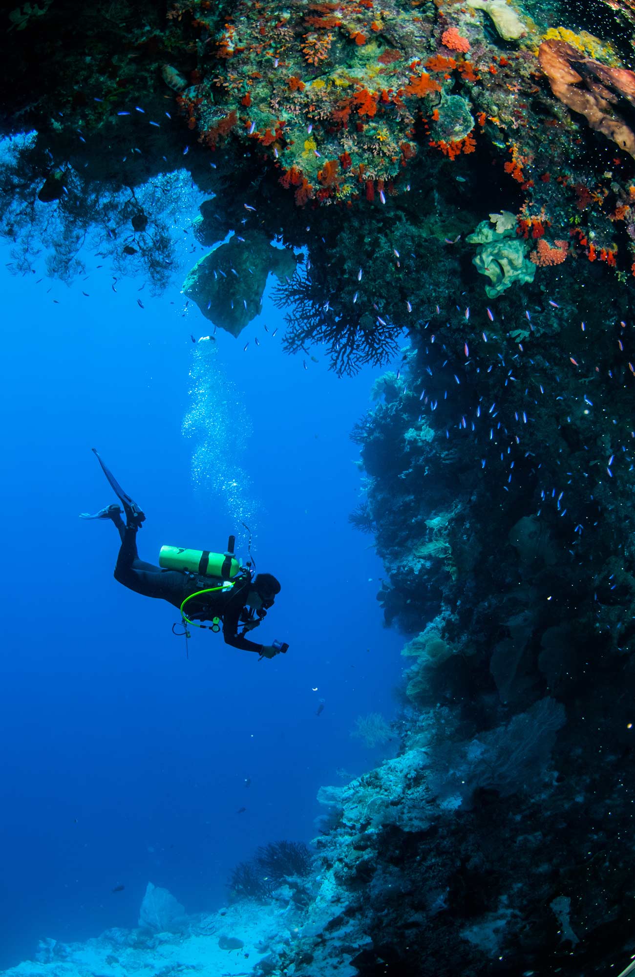 Image of a diver taking pictures of a coral reef in Costa Rica - KILROY