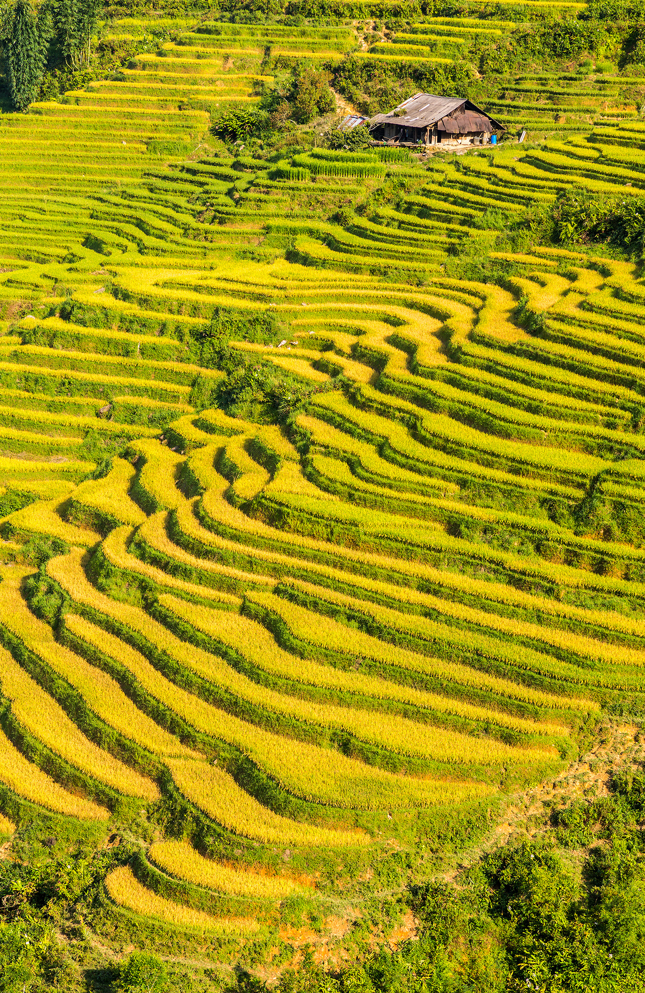 Image of yellow-green terraced rice fields in Vietnam - KILROY