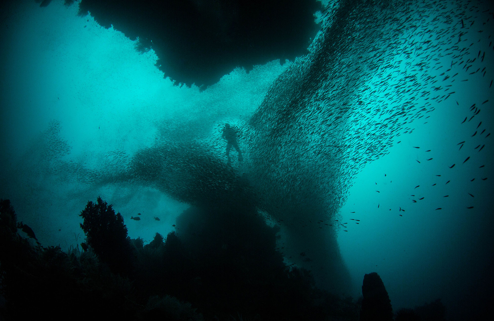Image of the silhouette of a diver surrounded by a shoal of fish - KILROY