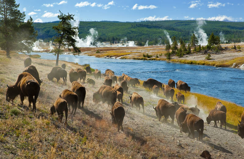 Bison herd in Yellowstone National Park