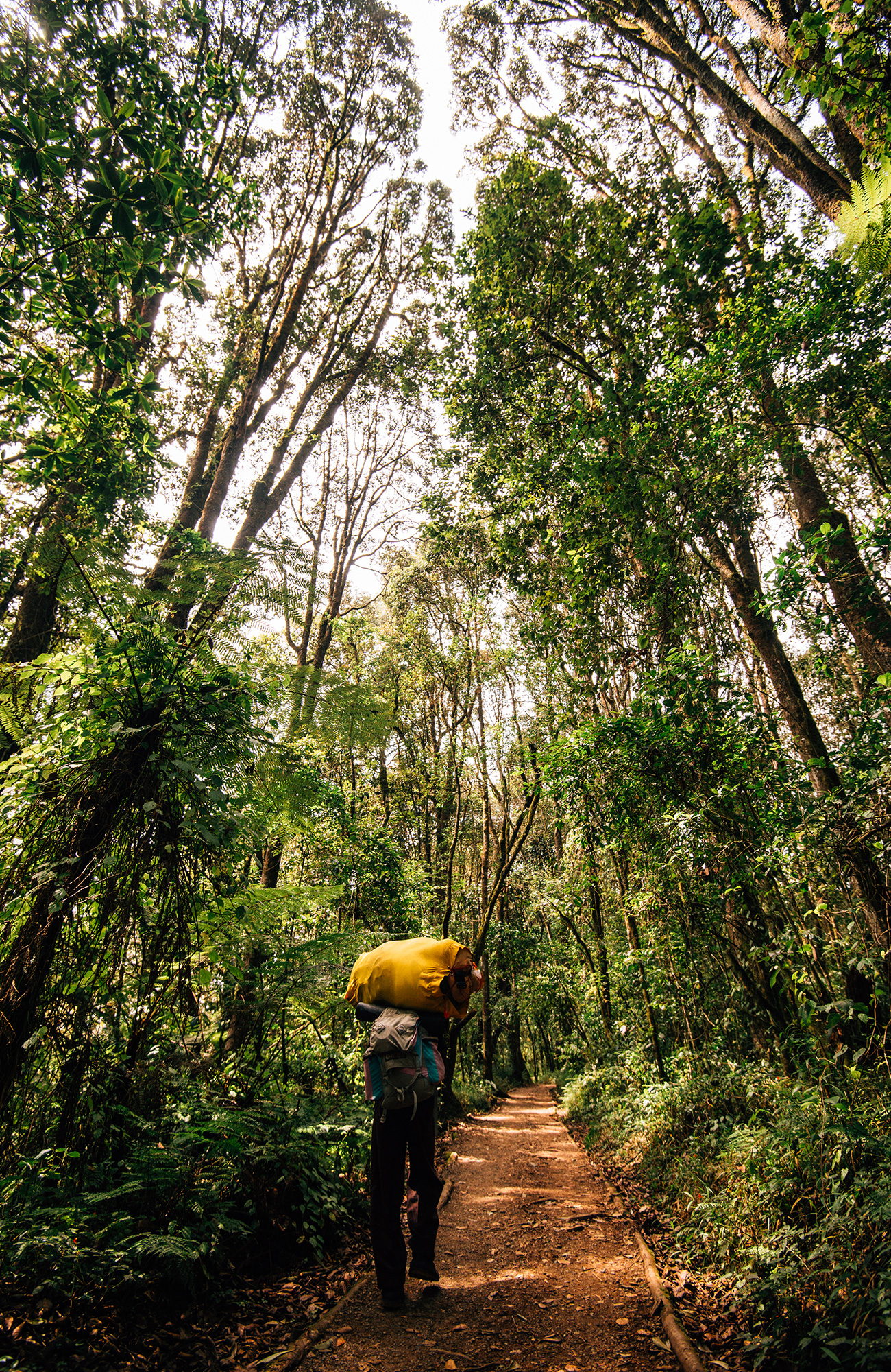 Image of a hiker climbing a forested section of the route to Mt. Kilimanjaro in Tanzania - KILROY