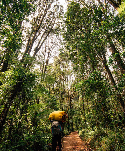 Image of a hiker climbing a forested section of the route to Mt. Kilimanjaro in Tanzania - KILROY