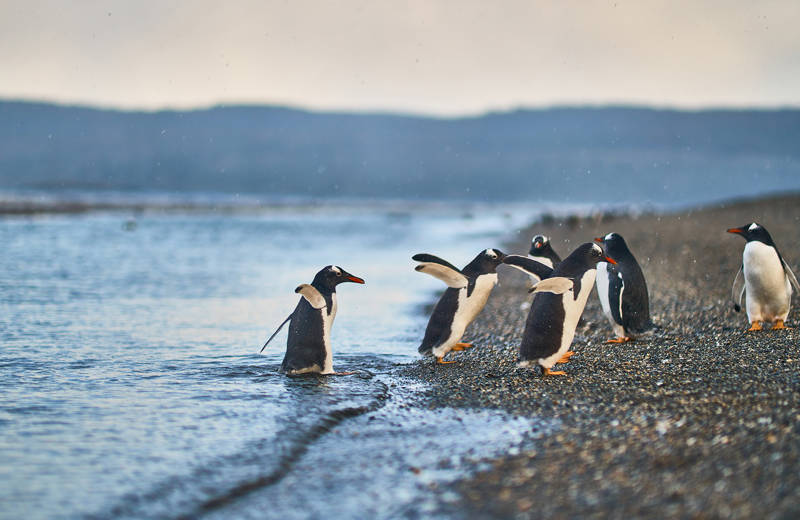 Penguins walking out of the water near Ushuaia in the Patagonia region of Argentina