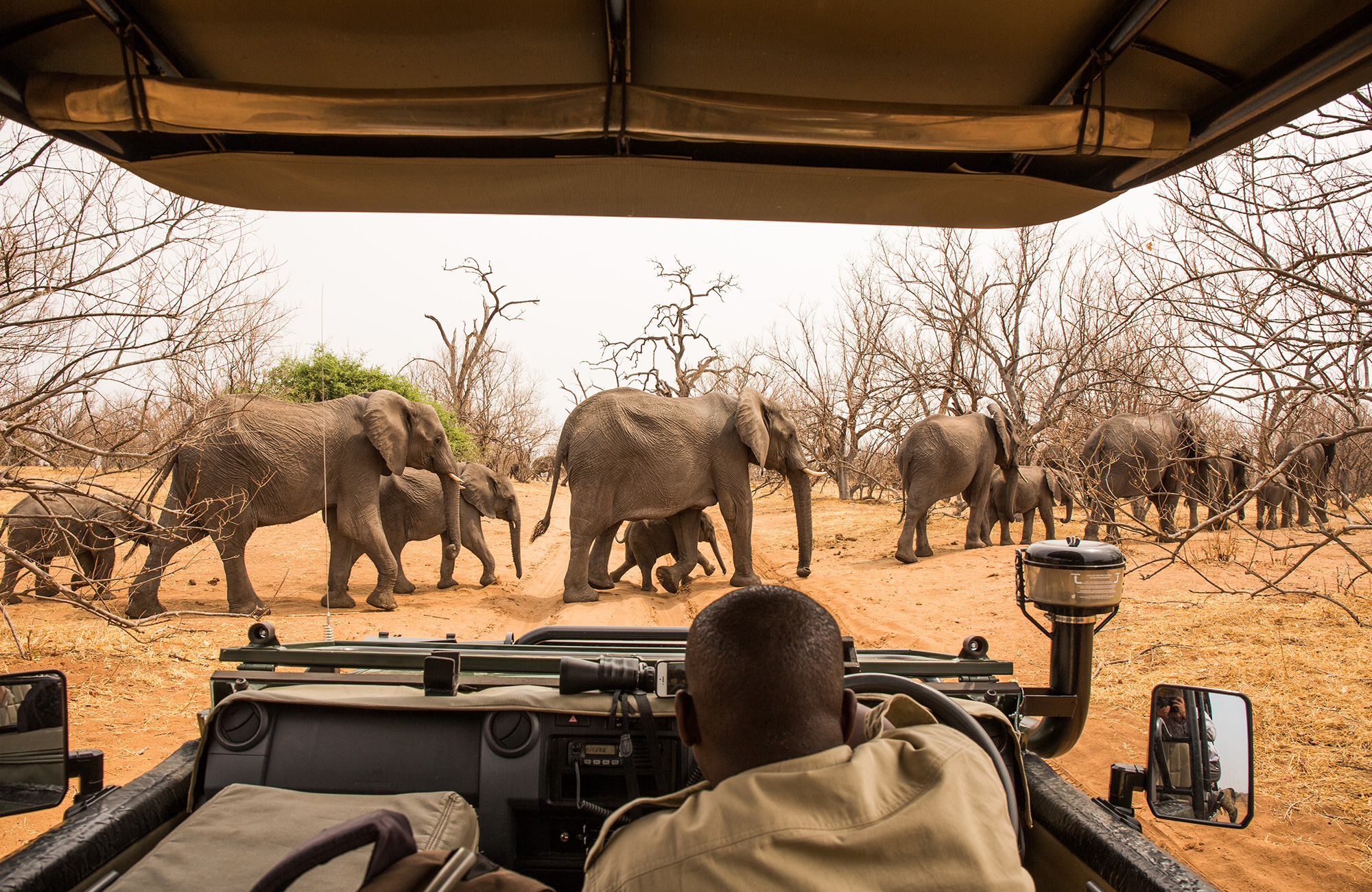 Image of a herd of elephants seen from the back of a safari jeep in Chobe National Park in Botswana - KILROY