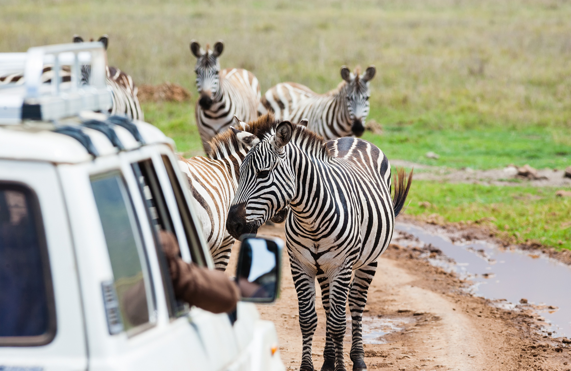 Image of zebras in front of a safari jeep in Tanzania - KILROY