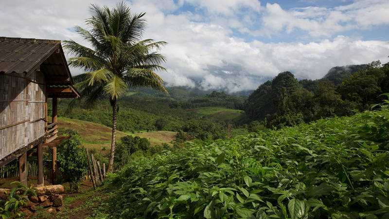 Wooden hut and lush jungle in the north of Thailand