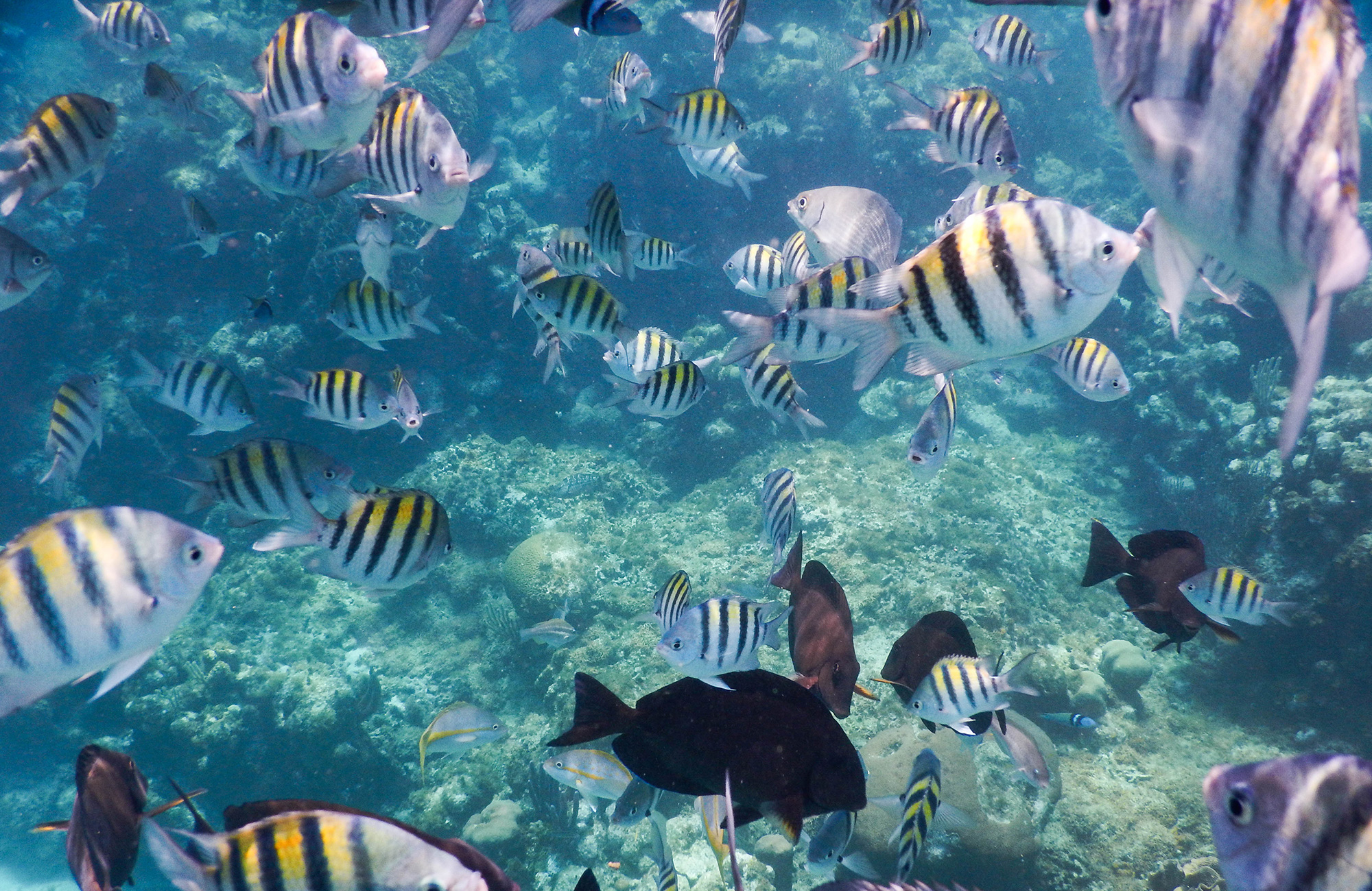 Image of colourful fish at a dive spot in Central America - KILROY