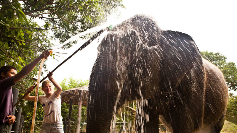 Volunteers washing an elephant at a wildlife sanctuary in Thailand - KILROY