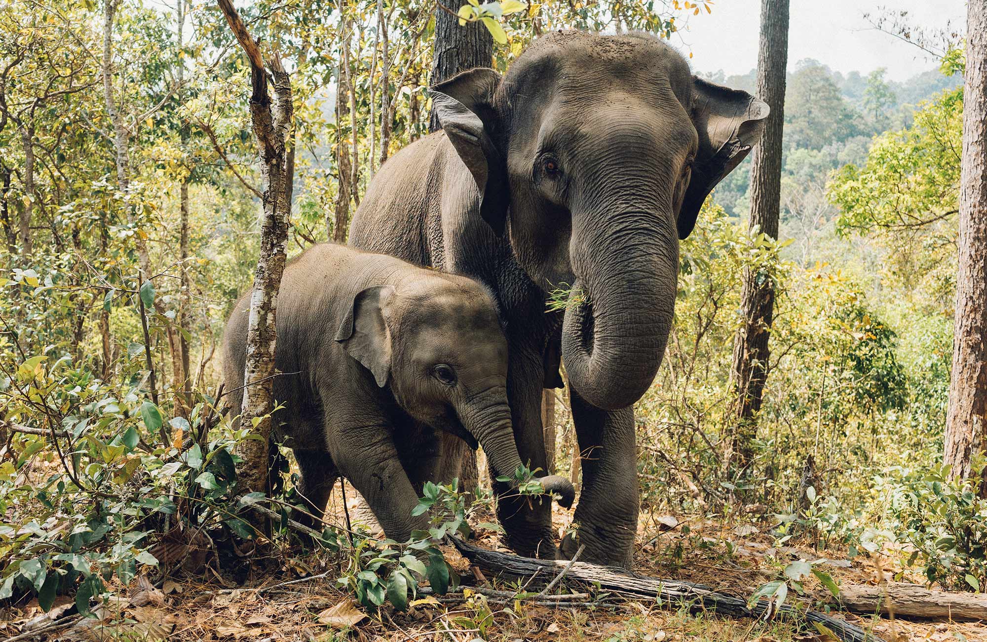 Image of a mother elephant with her baby - KILROY