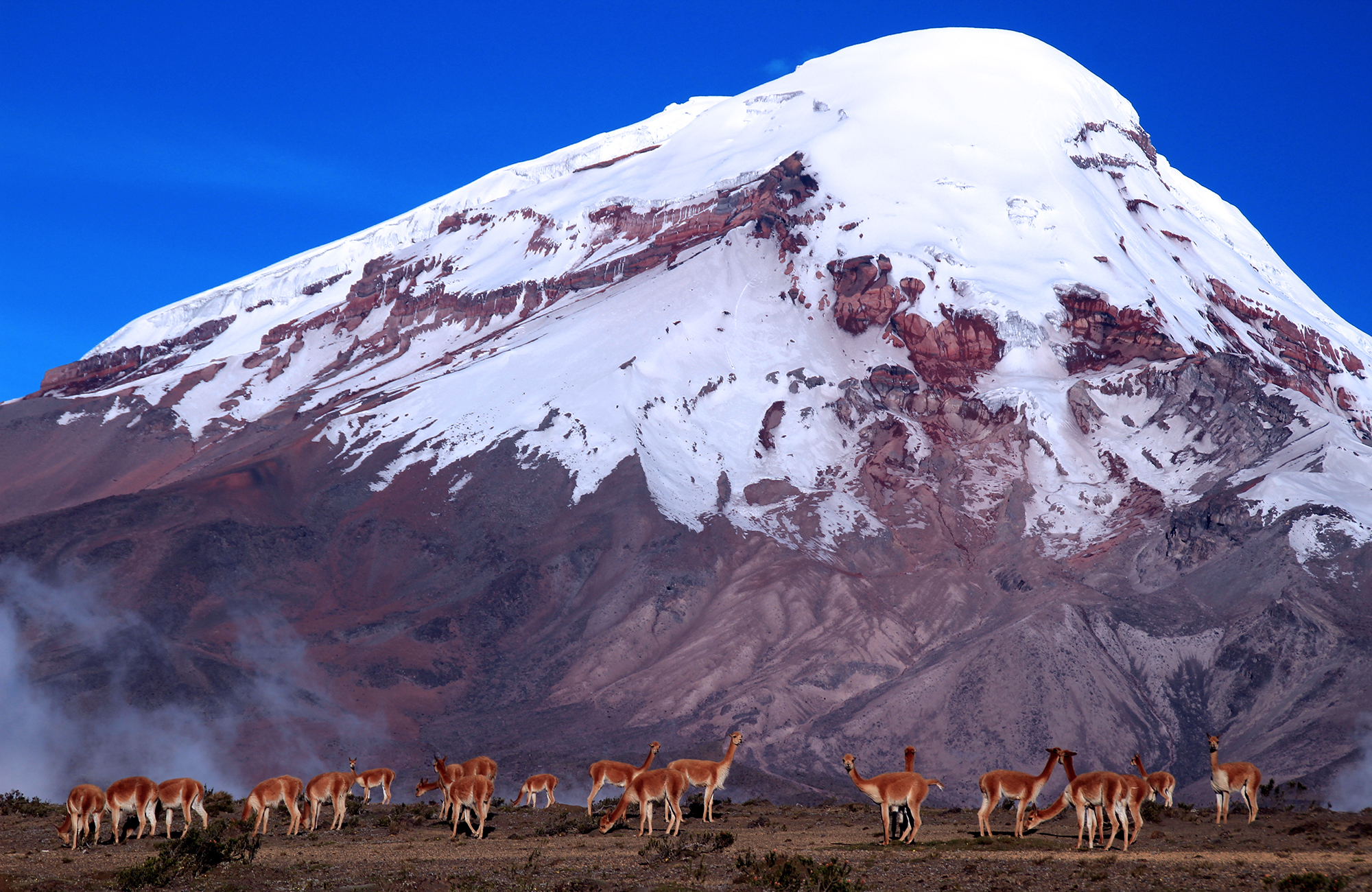 Image of guanaco in front of a snow-capped volcano in Ecuador - KILROY