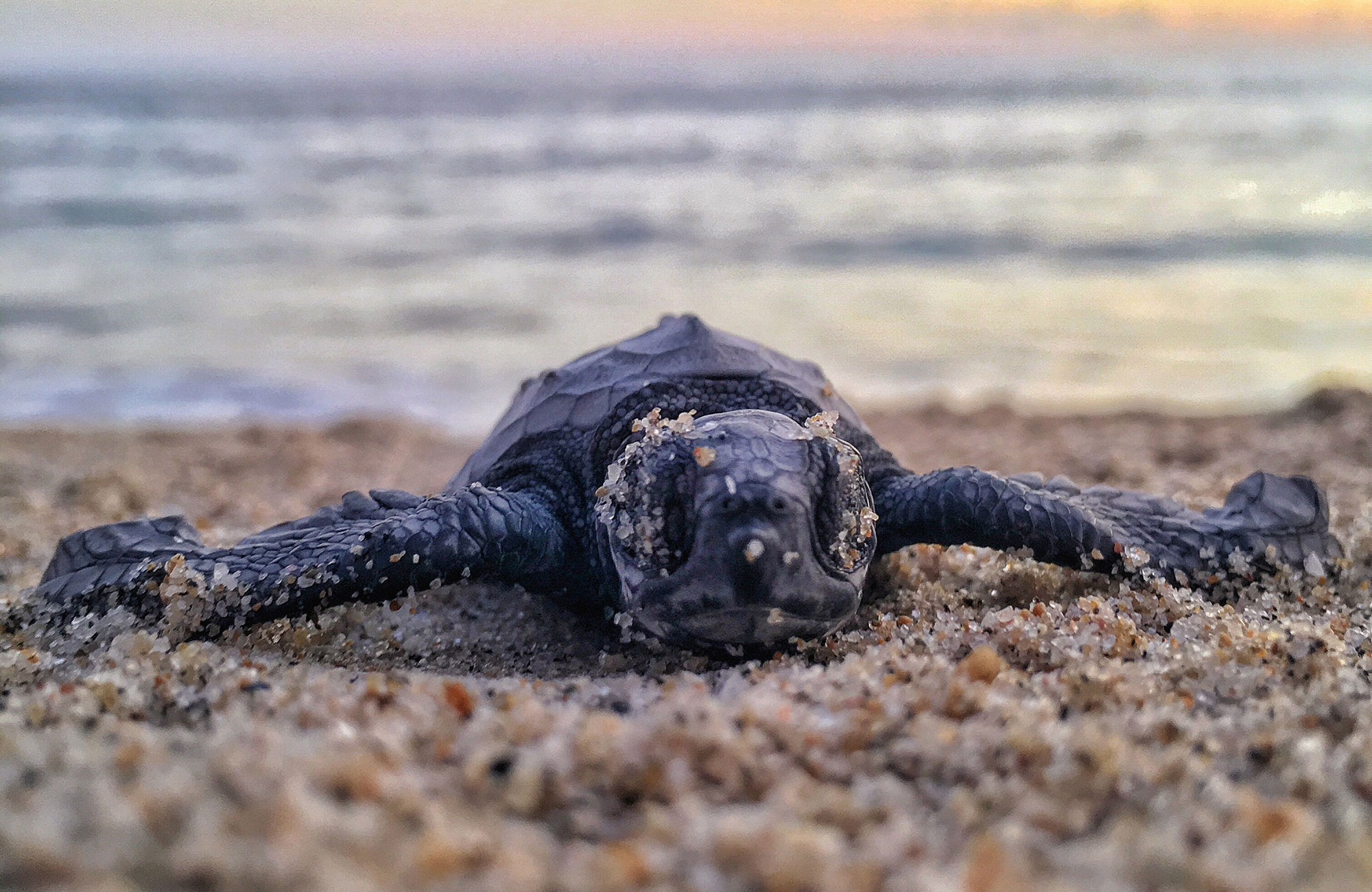 volunteering-central-america-costa-rica-baby-turtle-cover