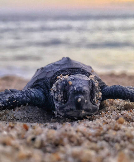 Image of a baby turtle on a beach in Central America - KILROY